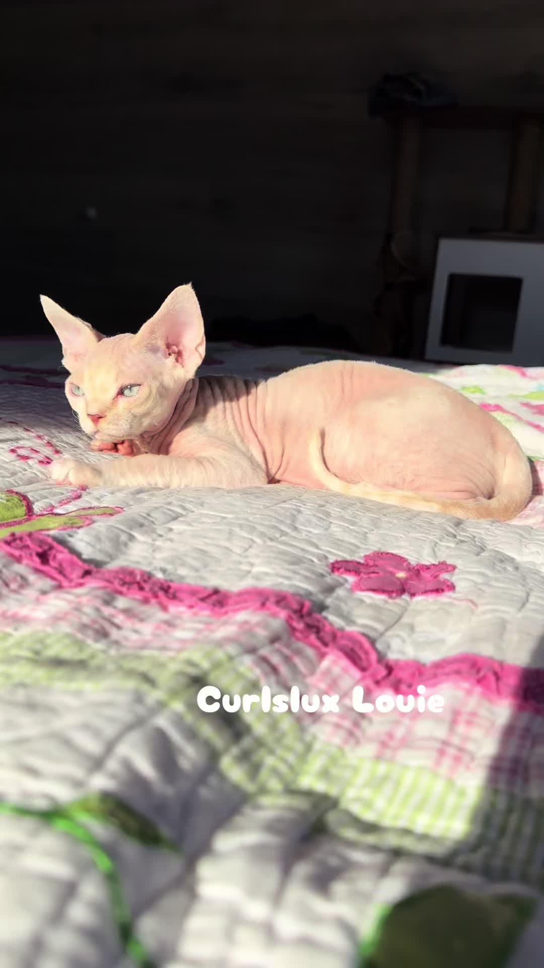 @Curlslux cattery!!🇺🇸