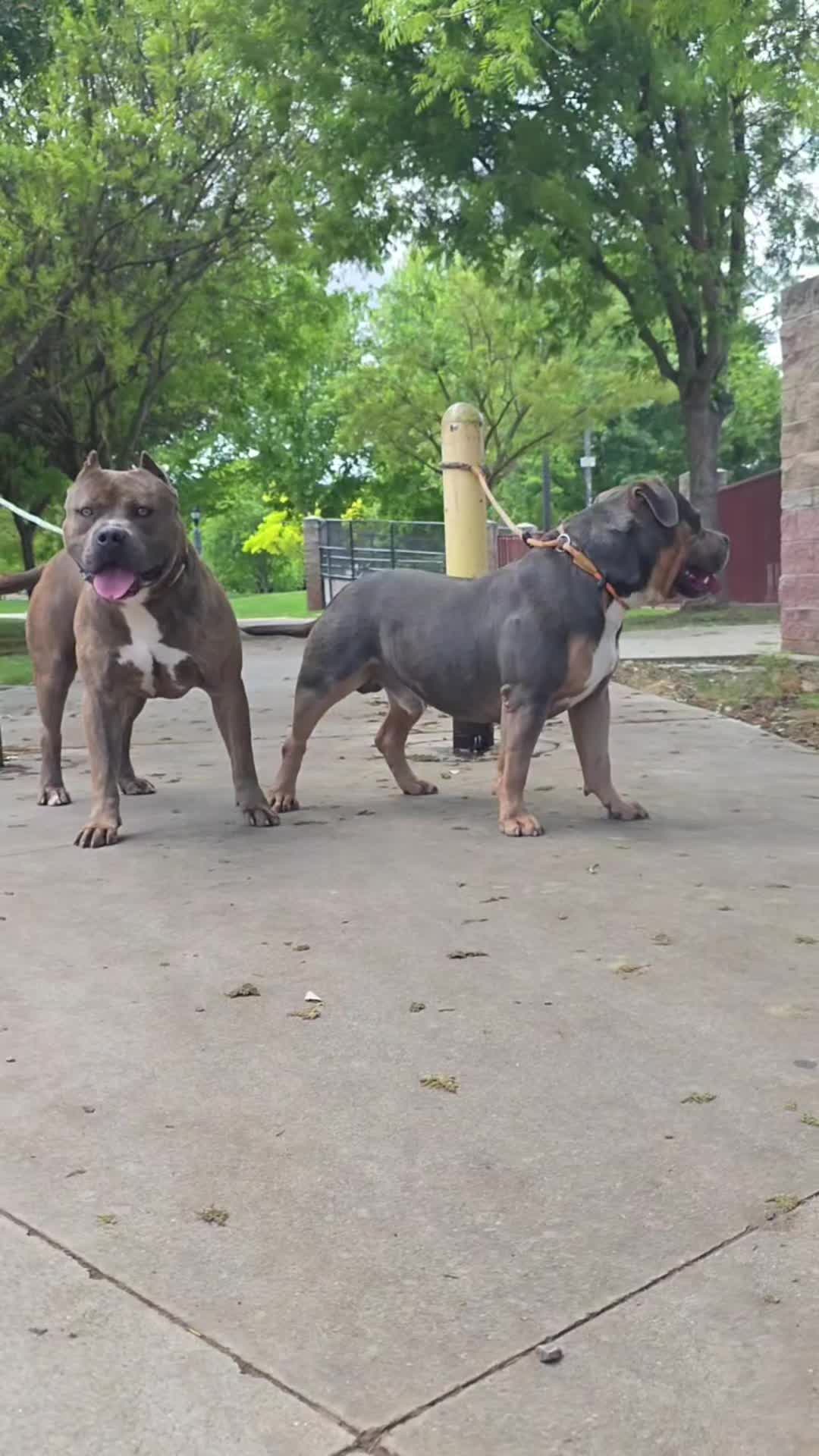 @hwy4bullyz