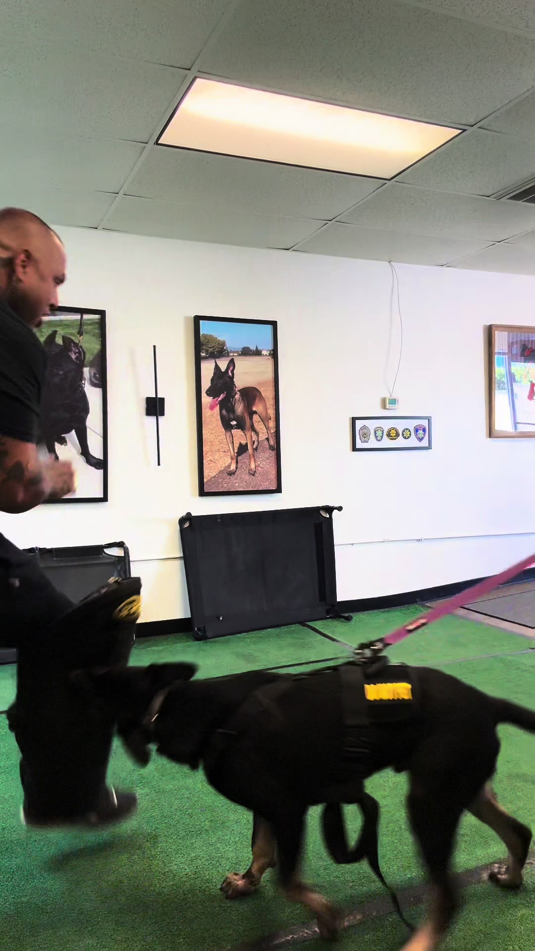 @Tactical K9s Dog Training