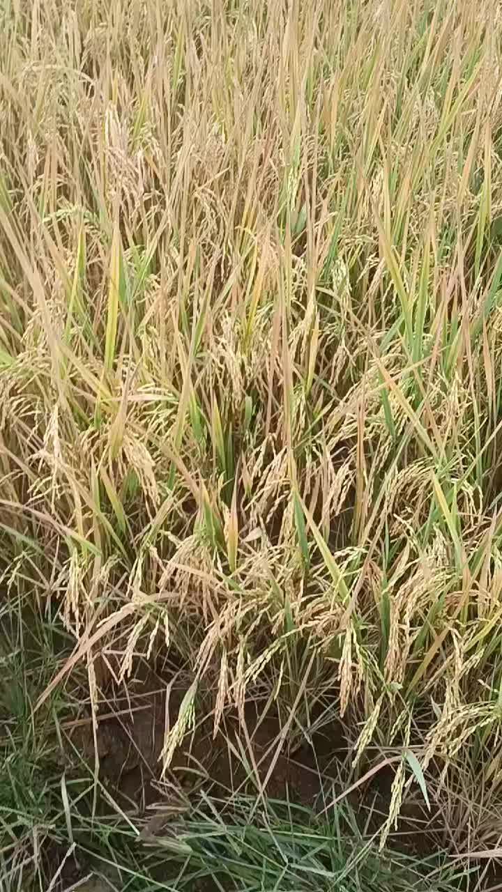 @CHẬM LẠI MỘT CH&Uacute;T🍀