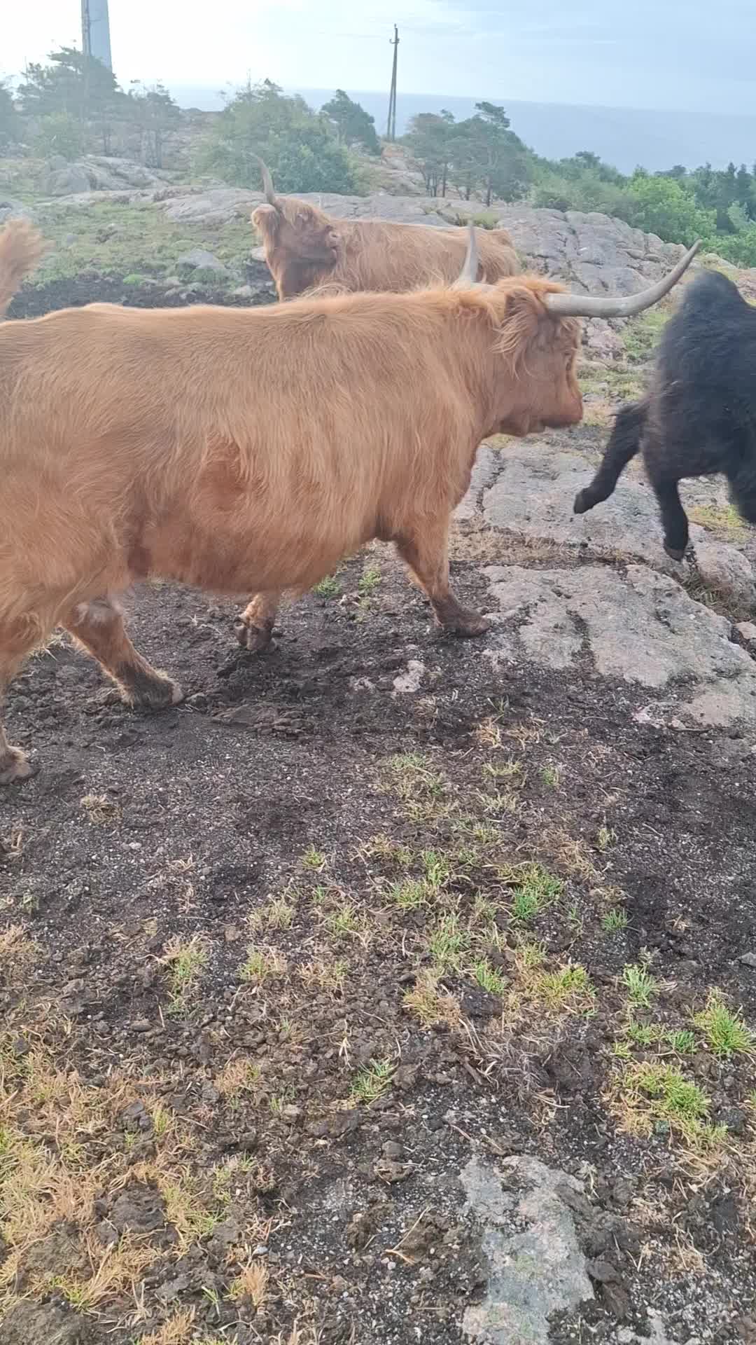 @Highland.Bull