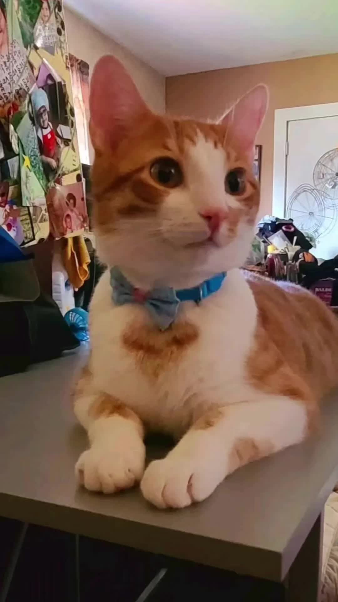 @SudzyDudz77❤️🐱💚