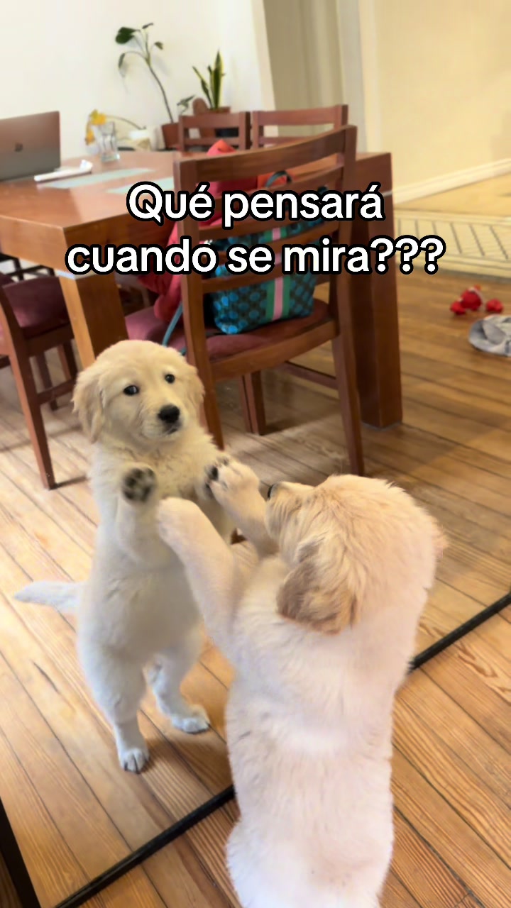 @Panchalagolden
