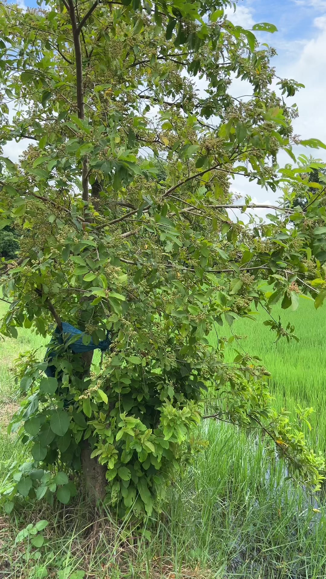 @🇧🇷น้าเอกเต่าบิน🇧🇷