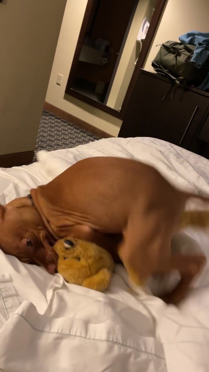 @waylonthevizsla