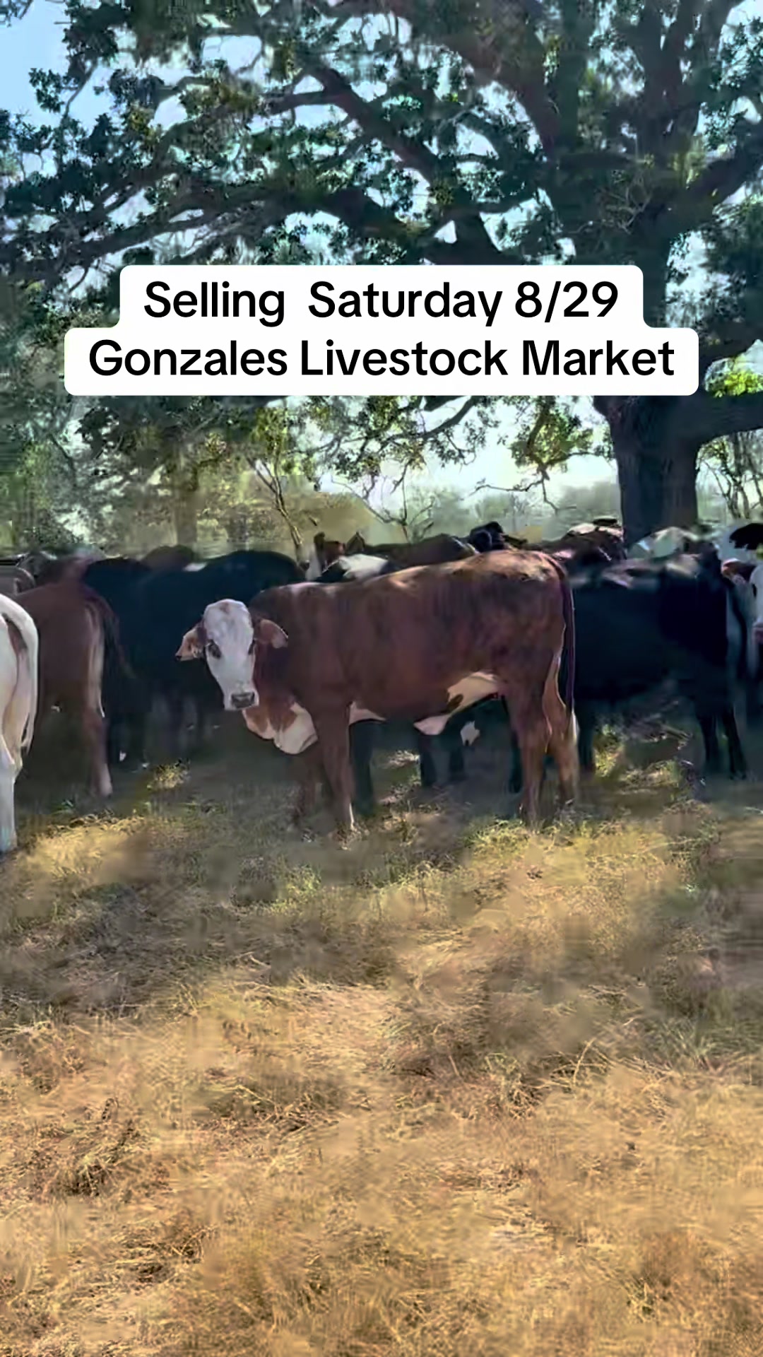 @Gonzales Livestock Market