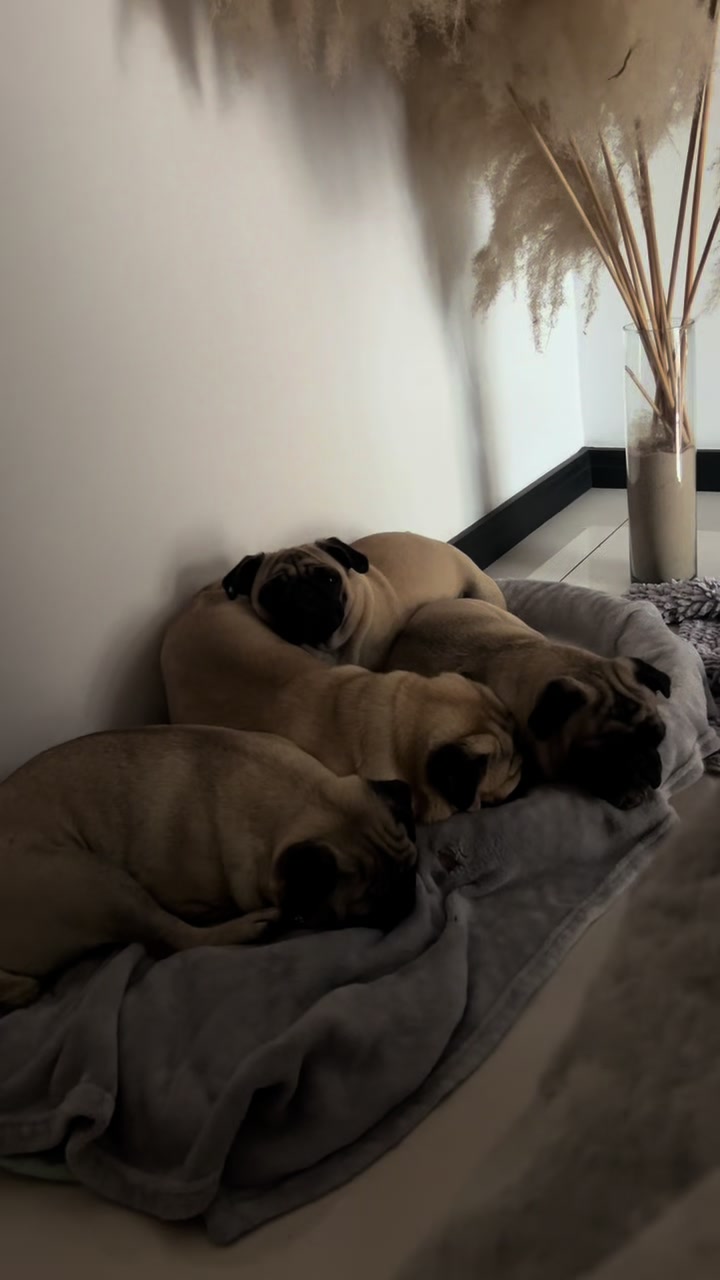 @pugSofyHarry
