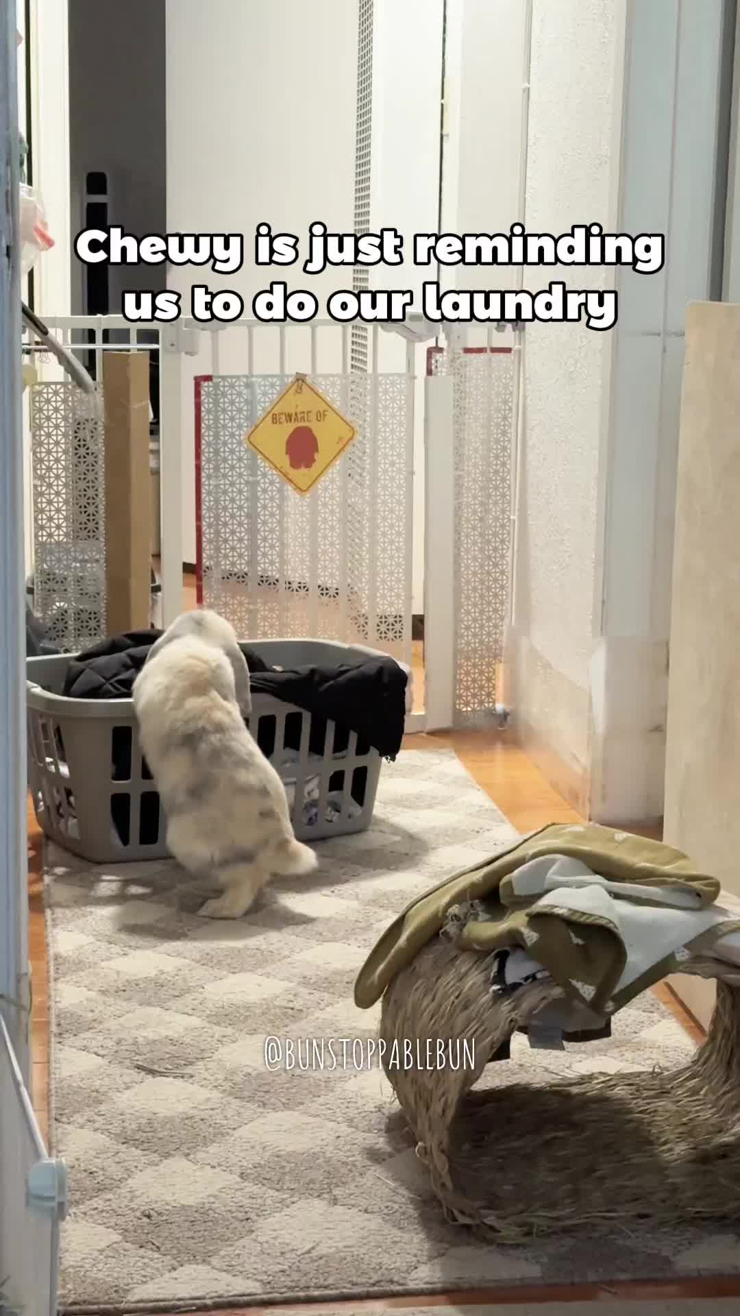 @BunBun, Mochi🌈, Chewy