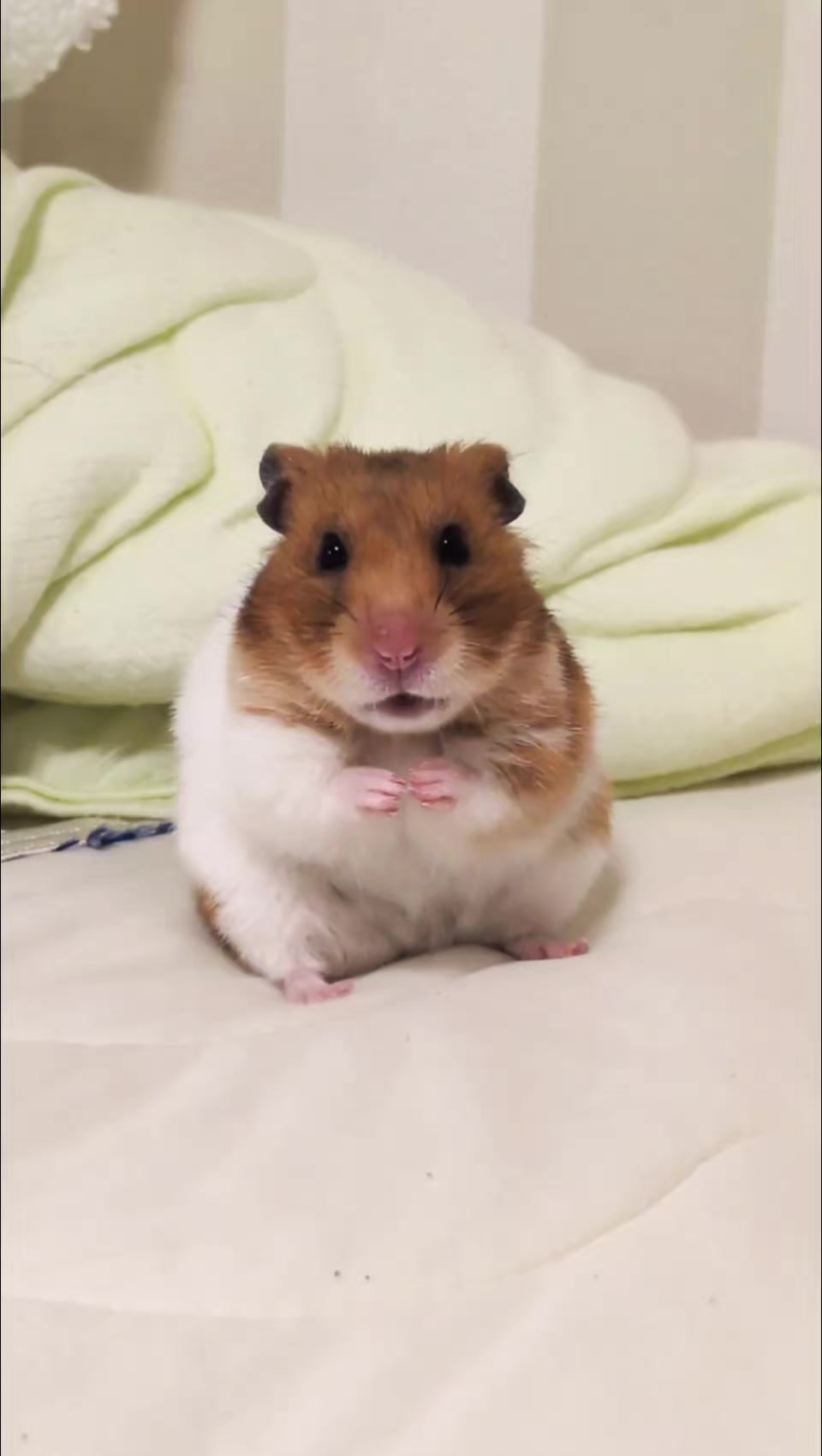 @たぴと仲間たち