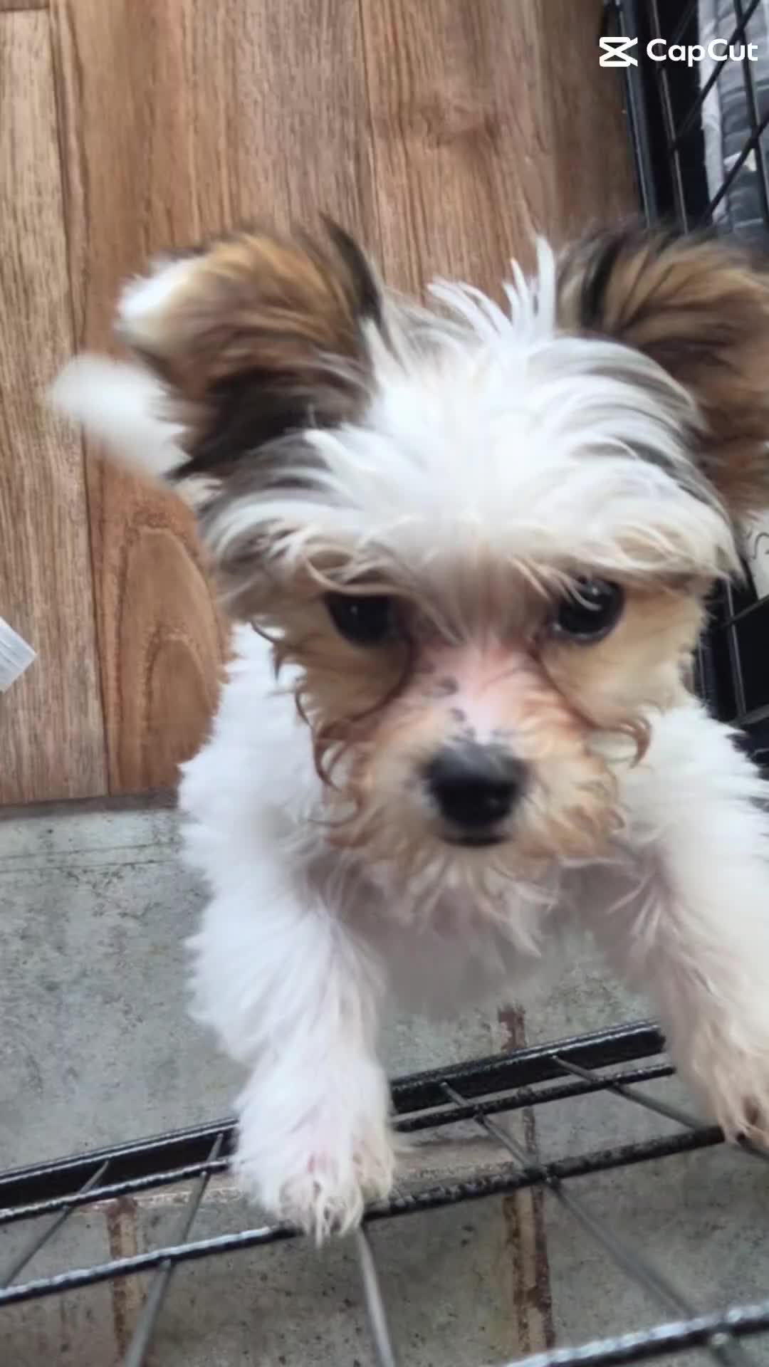 @Barb's Precious Pups