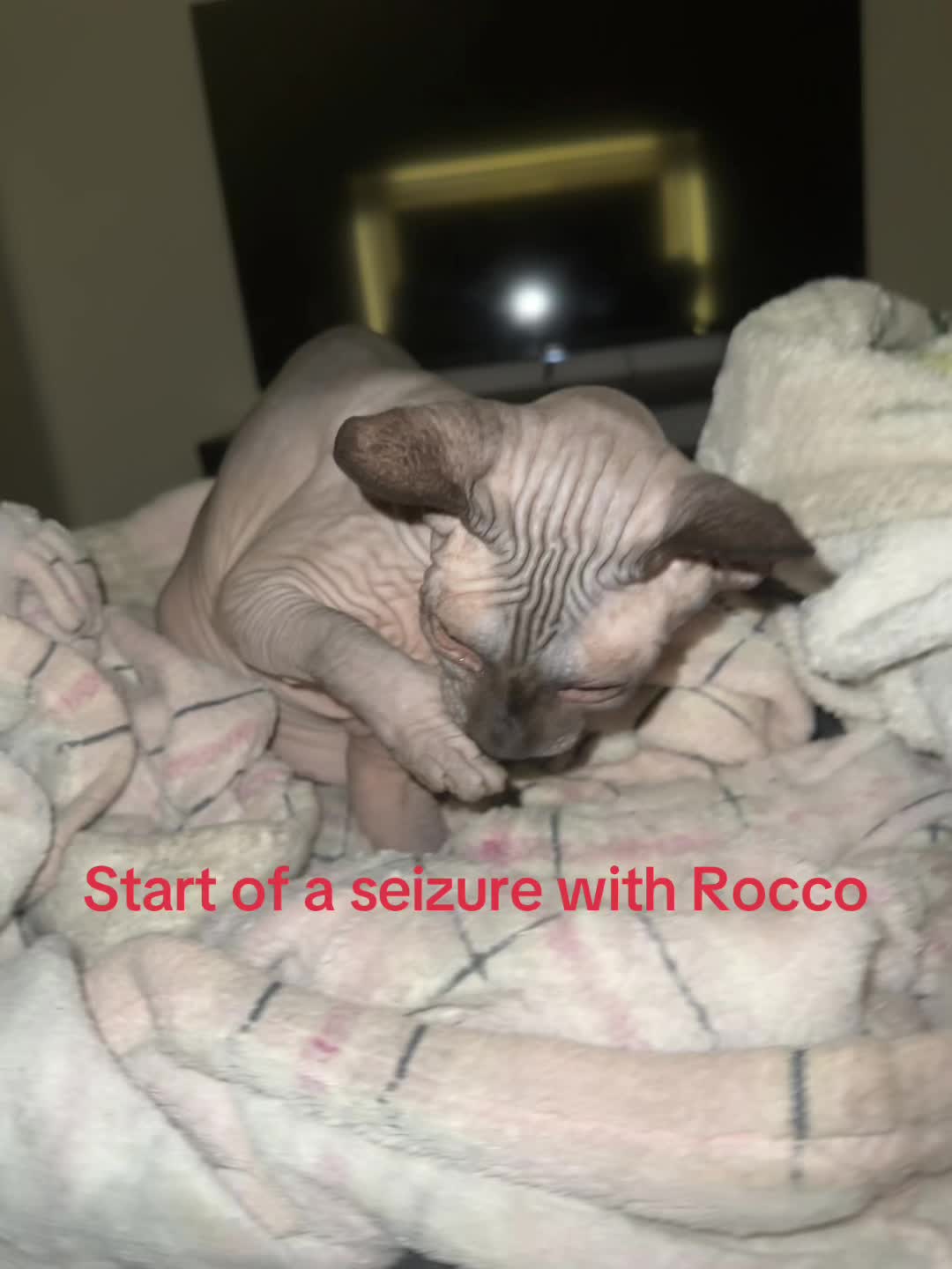 @MySphynxLife