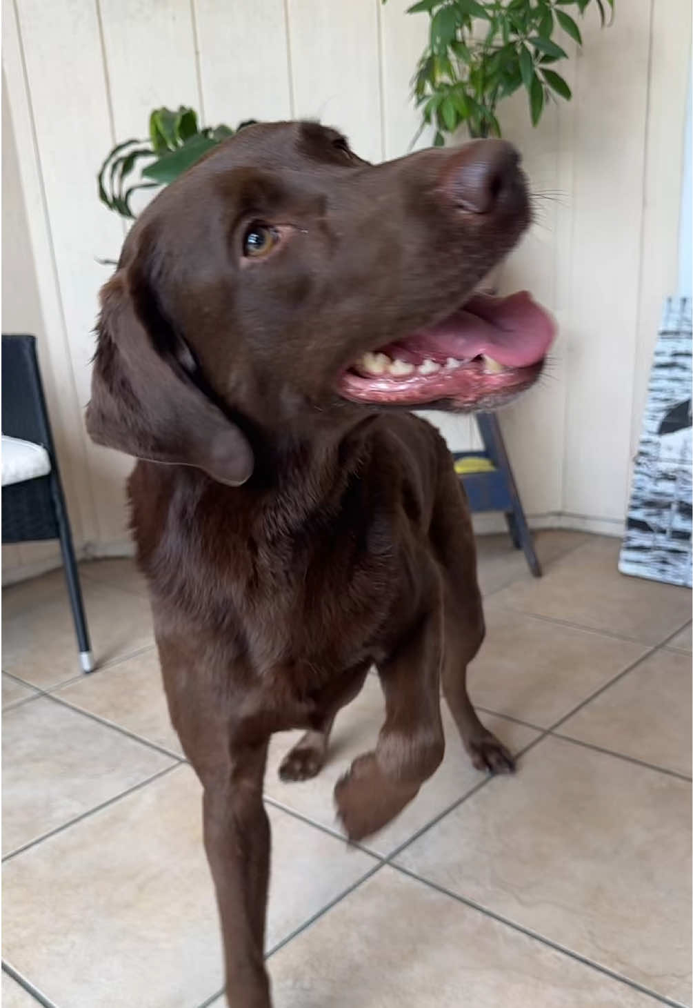 @AmandaT | Your Dog is COOL!