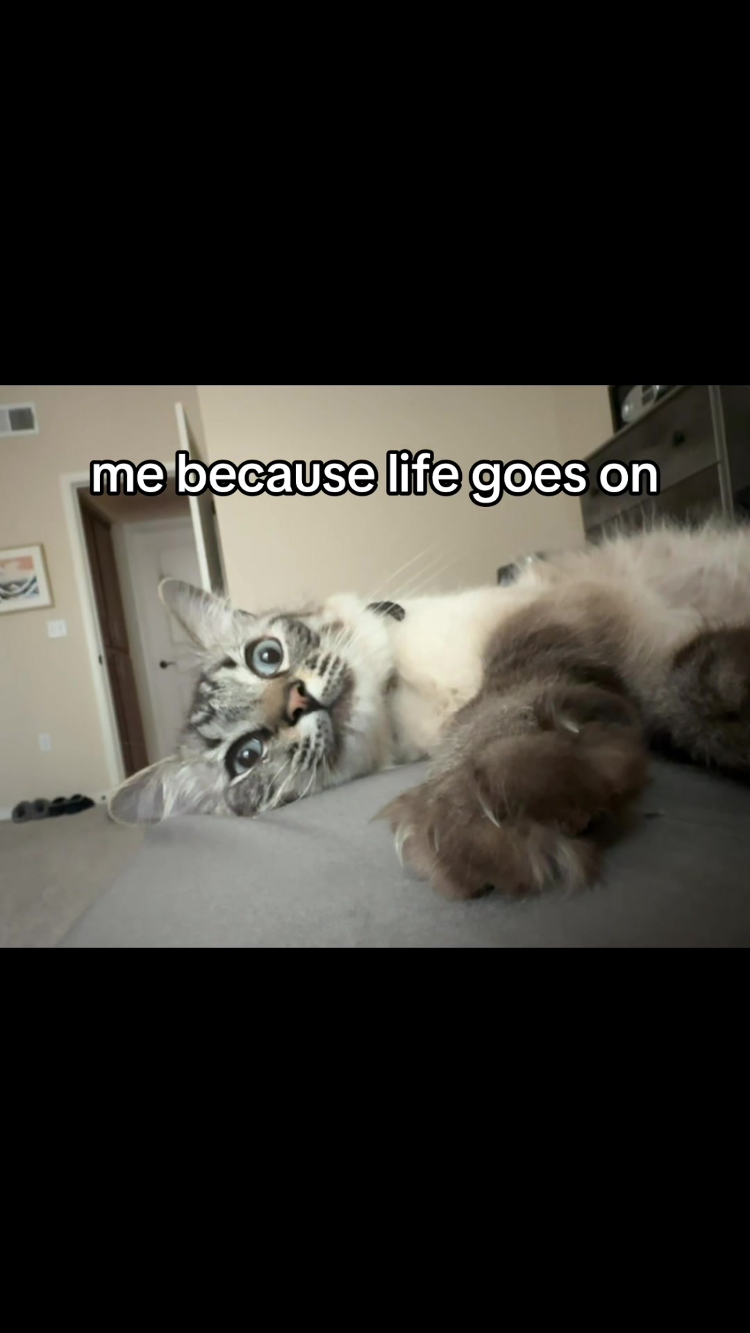@Ricky and Lucy 🐈⬛