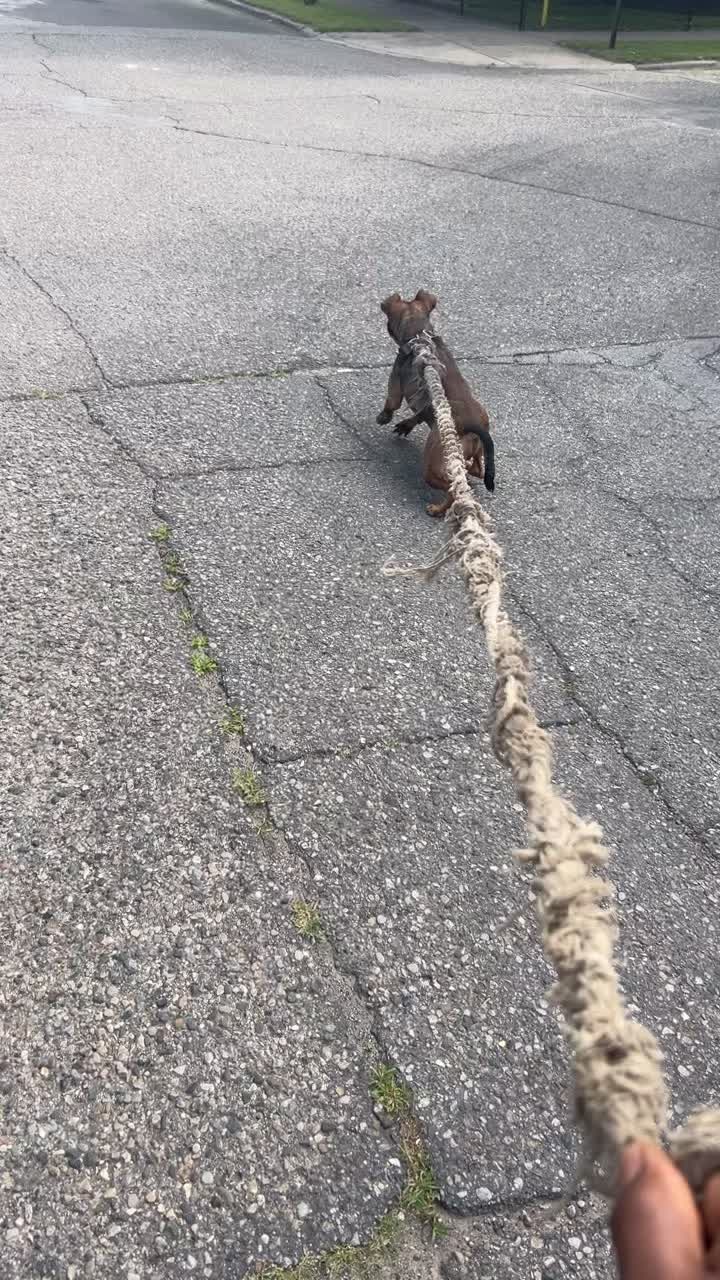 @themreal_hounds