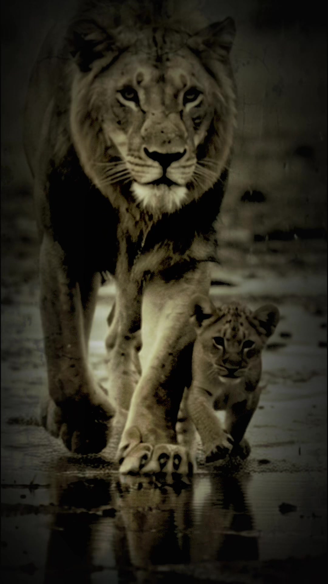 @Lion@Mind