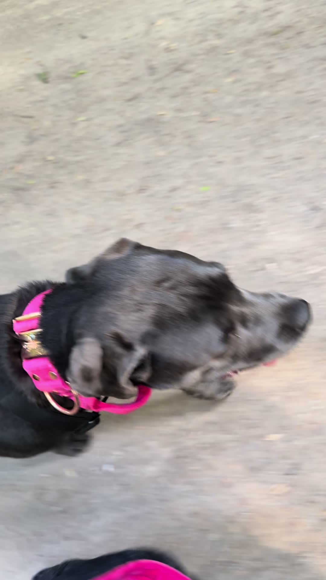 @Cane Corso Ayra 🐾