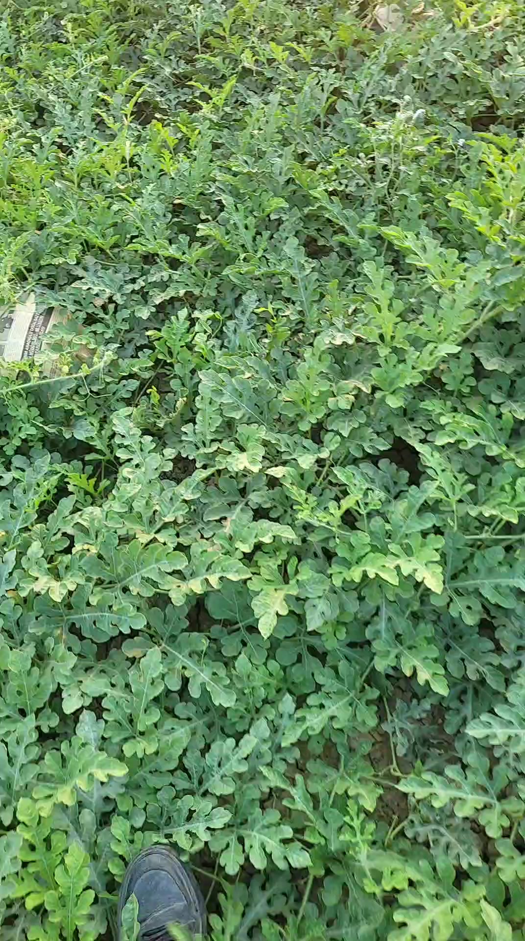 @LEVENT ÇAKIROĞLU