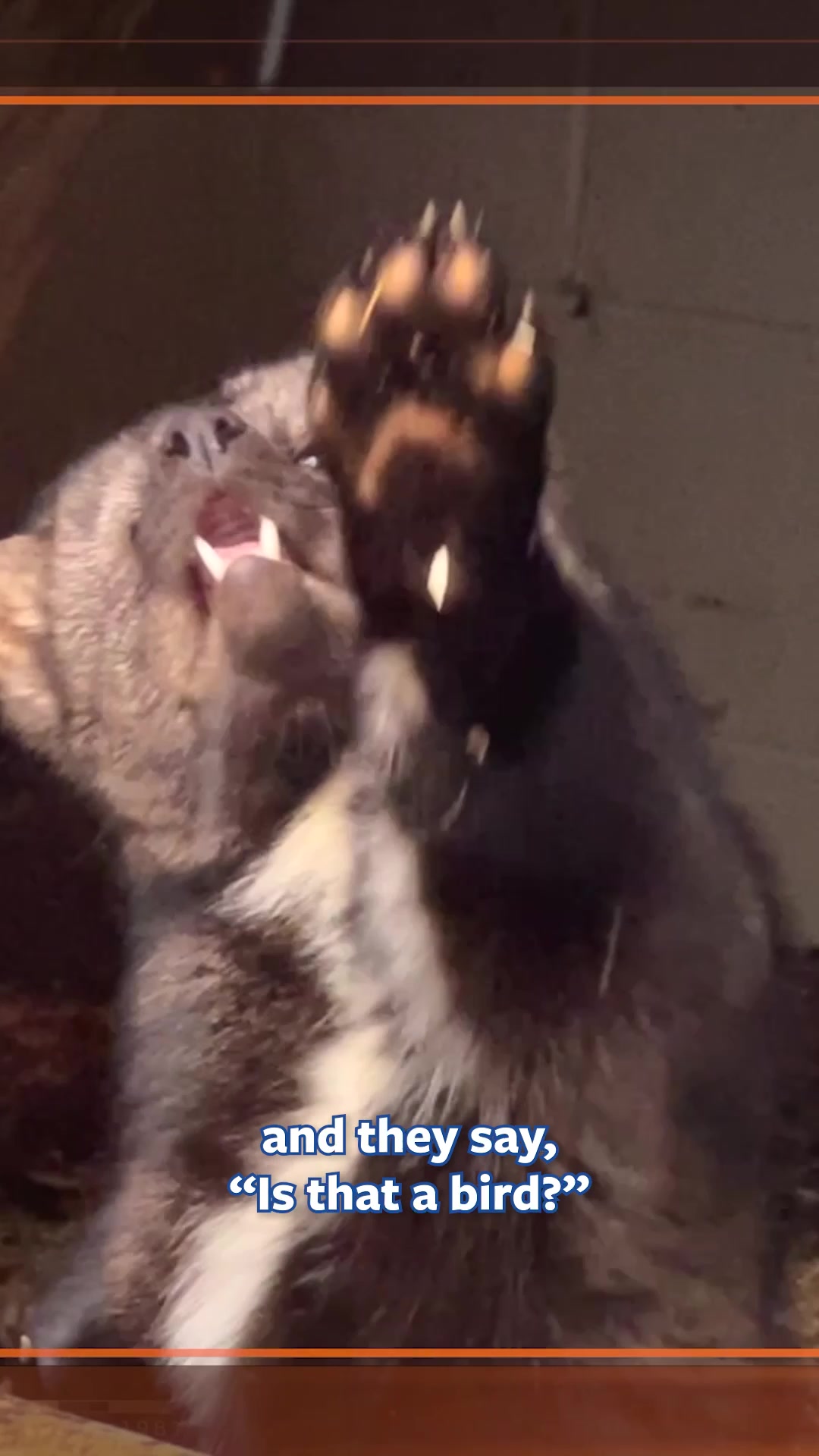 @Mutual of Omaha's Wild Kingdom