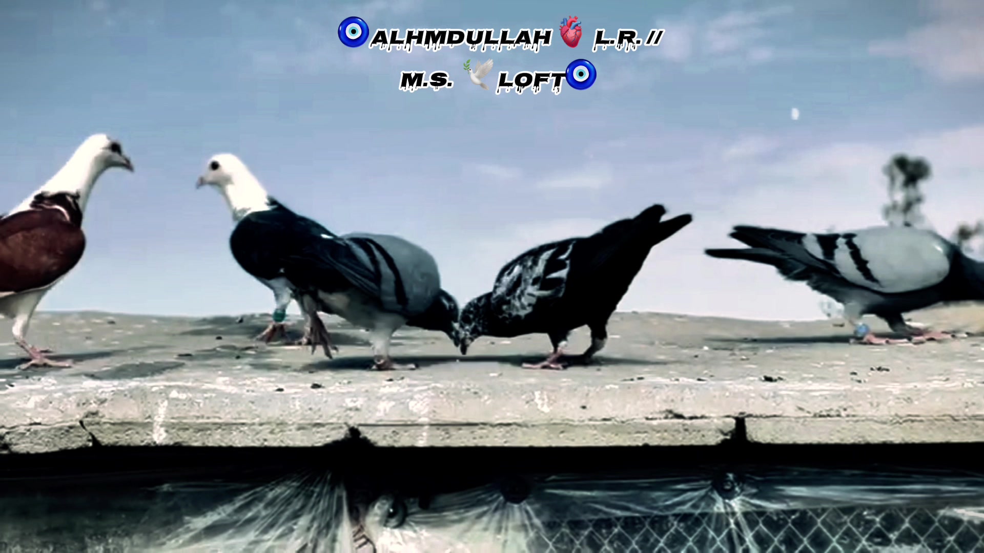 @🕊️L.R .Loft.Q.z.Meer’s.Loft🦅