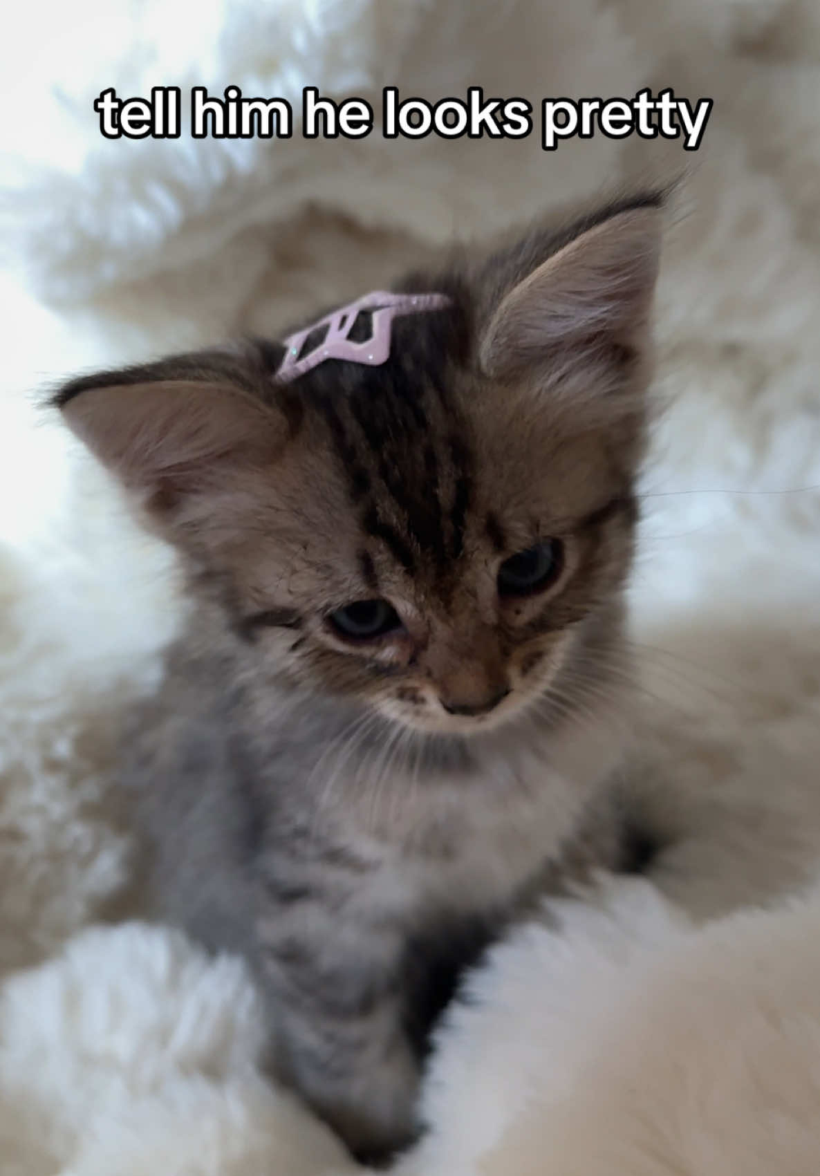 @Mia kittens