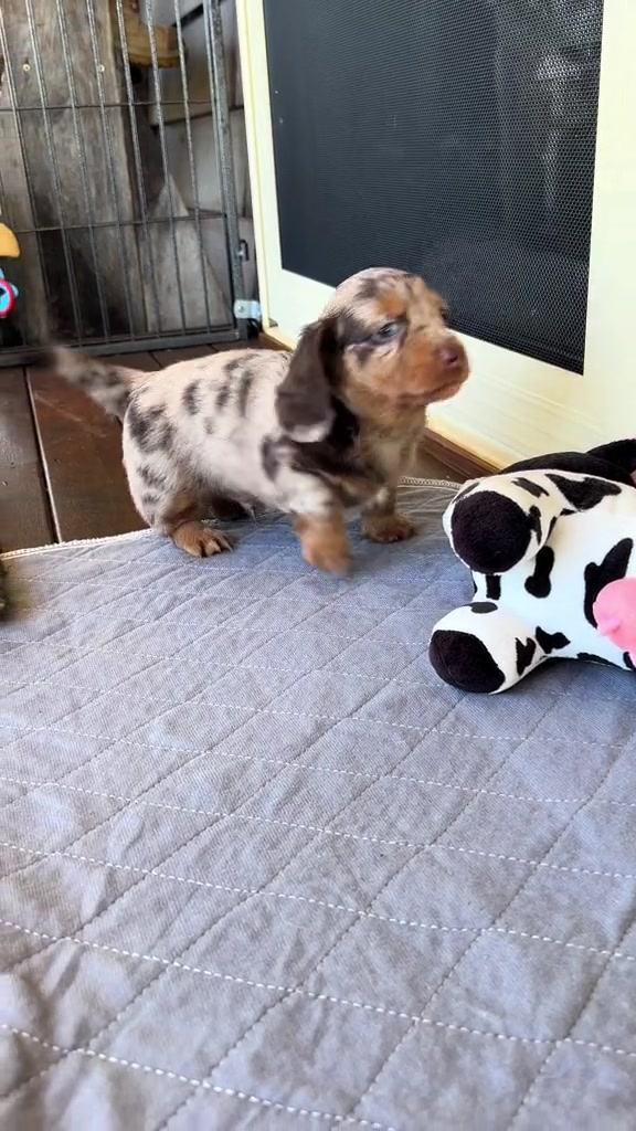 @Cute dachshund core