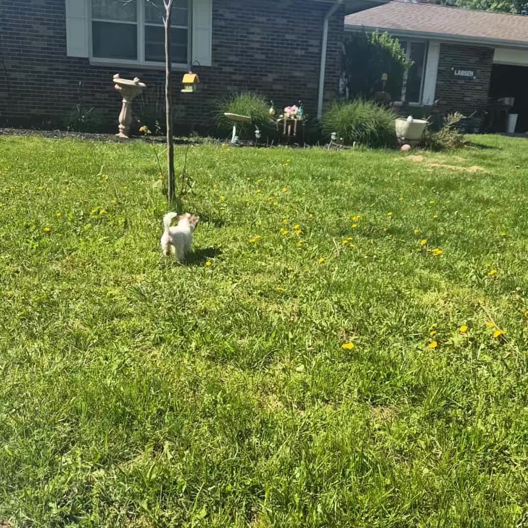 @Barb's Precious Pups