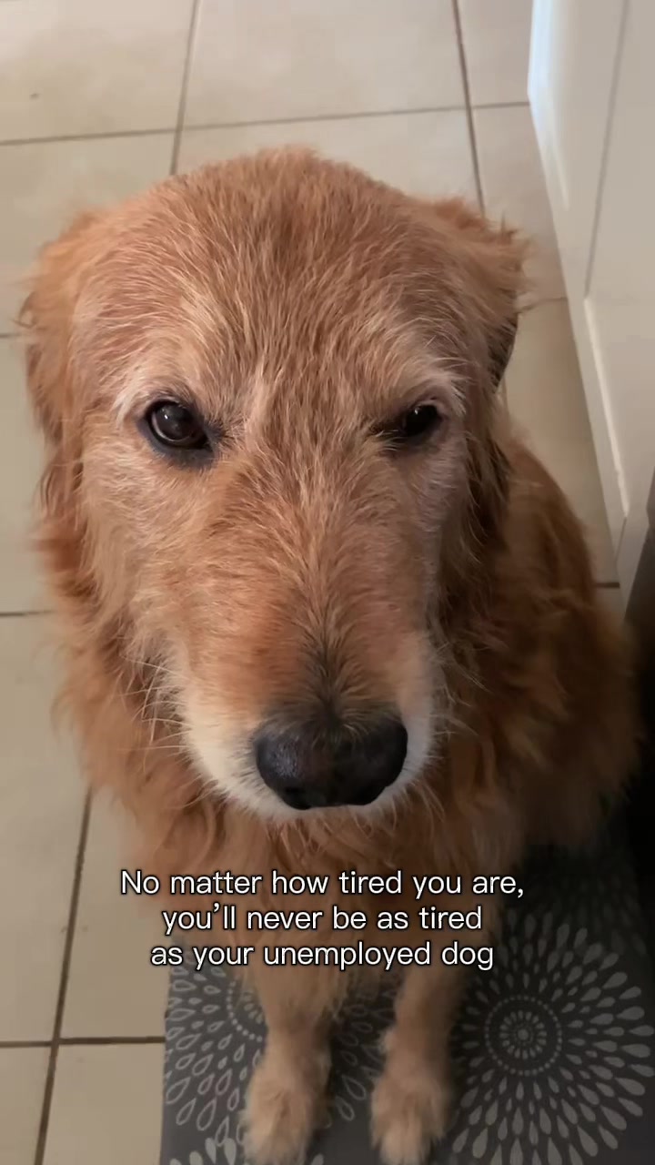 @Leo the Doodle
