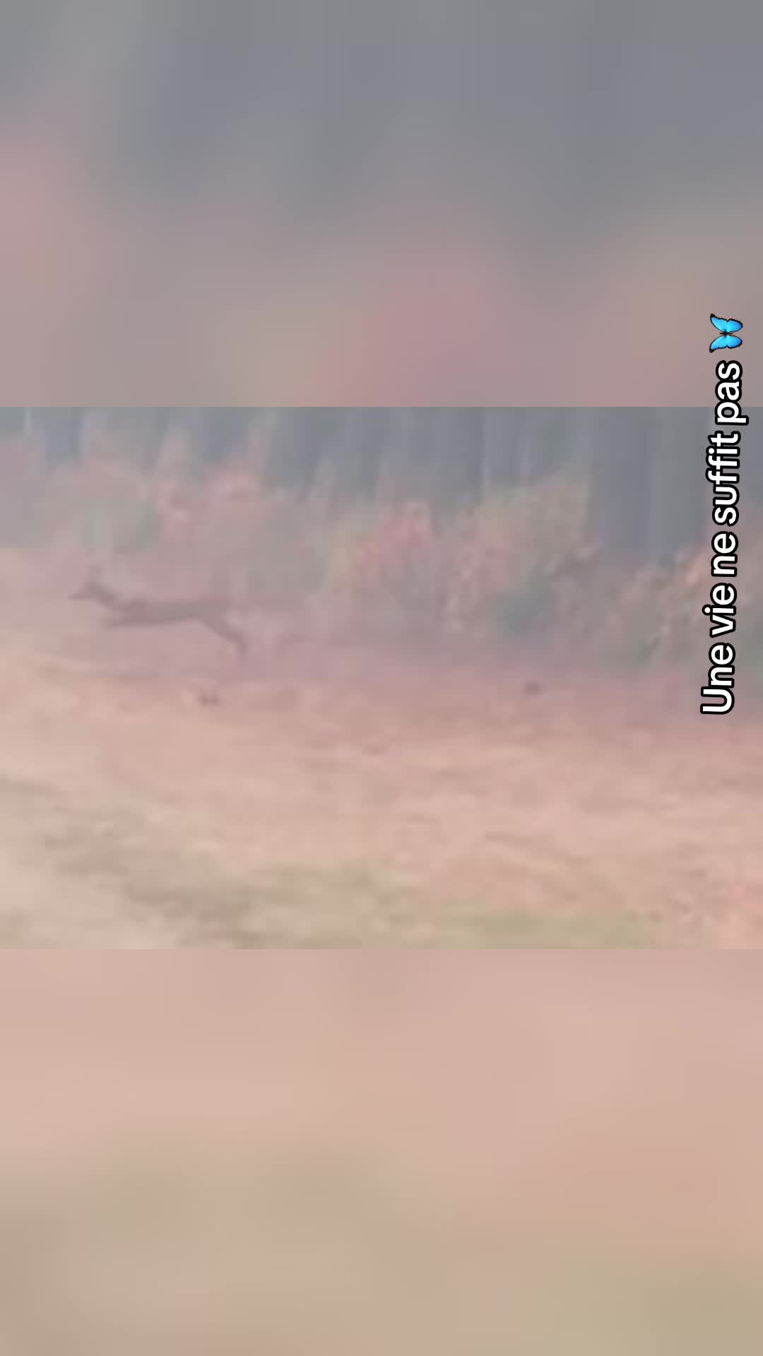 @🦋UNE VIE NE SUFFIT PAS 🦋