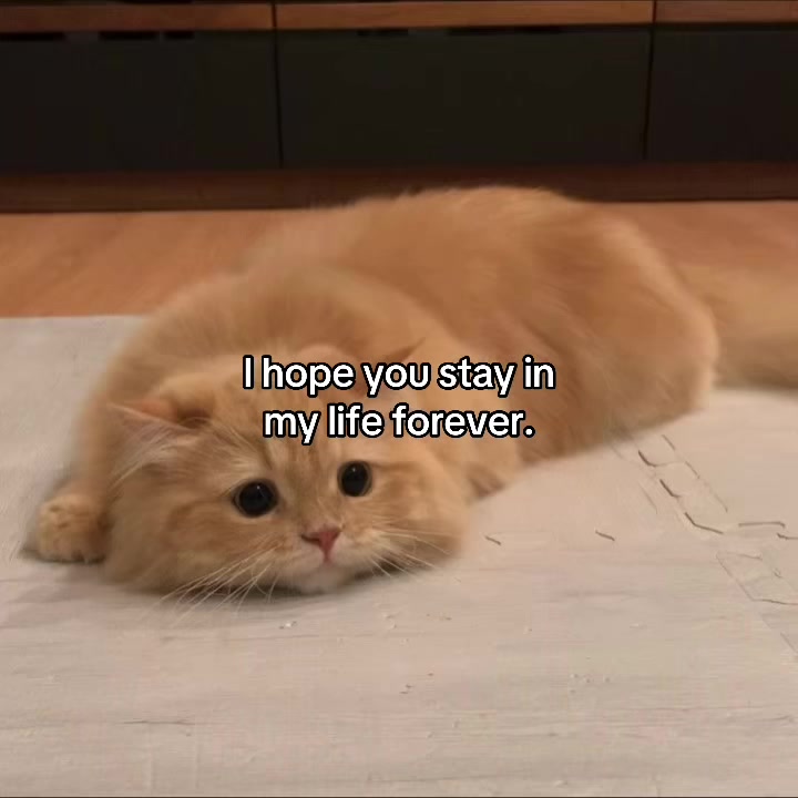 @deep.meow