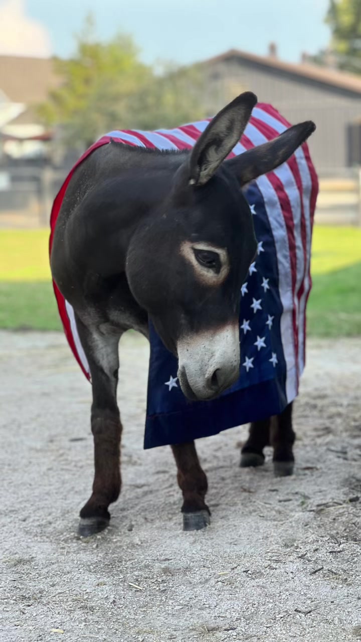 @Cypress Farm Donkeys