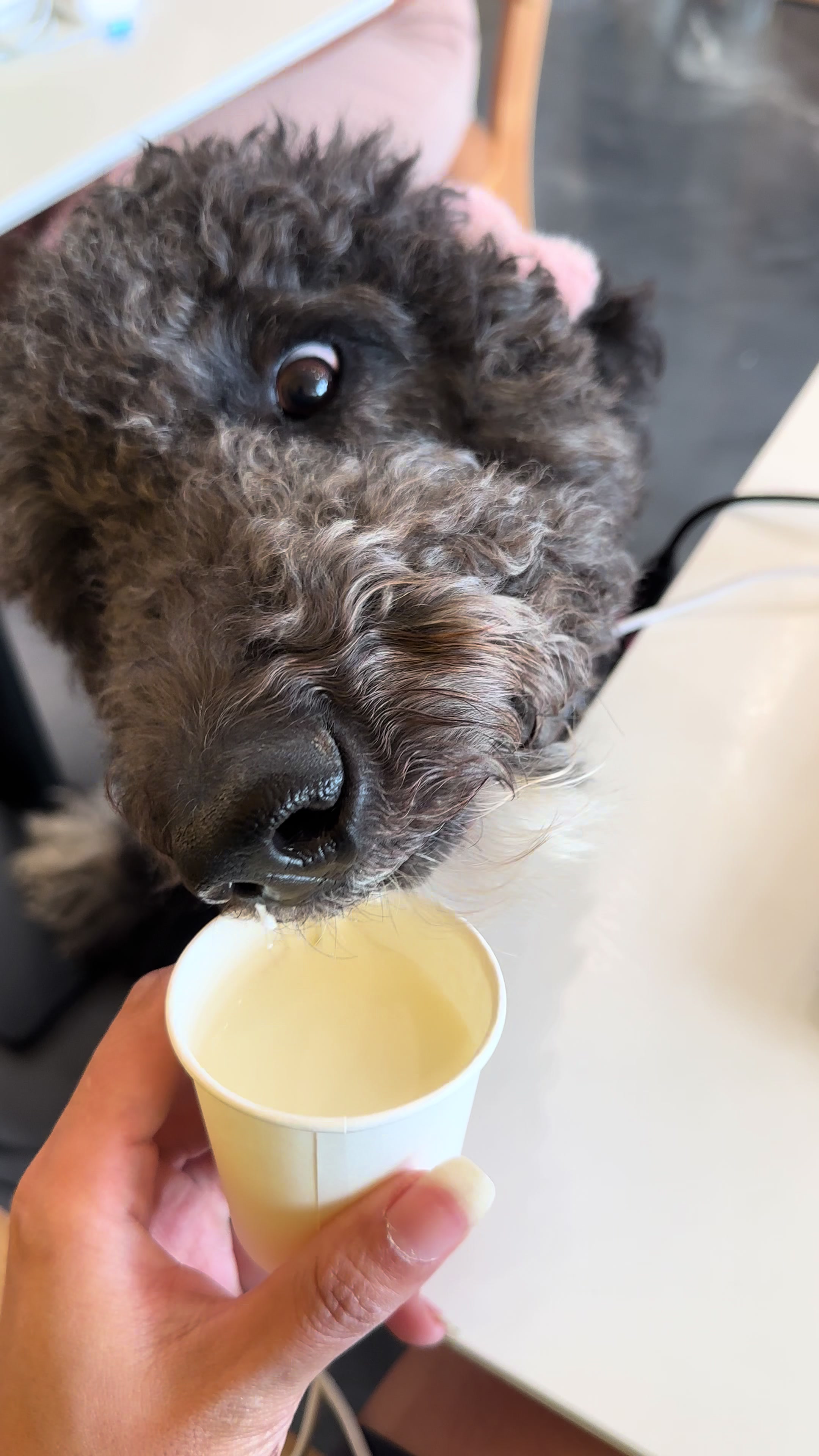 @Luna - The Goodest Labradoodle