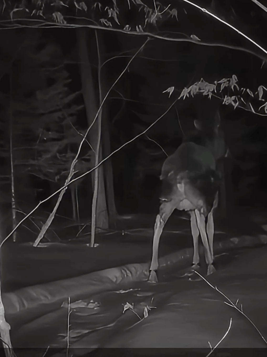 @TrailCam Qu&eacute;bec