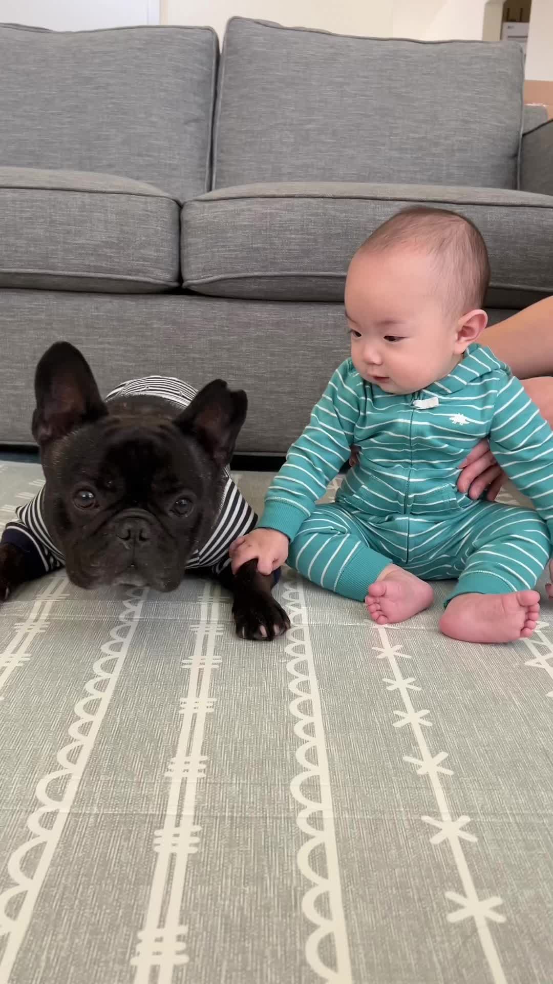 @Bruno the Frenchie