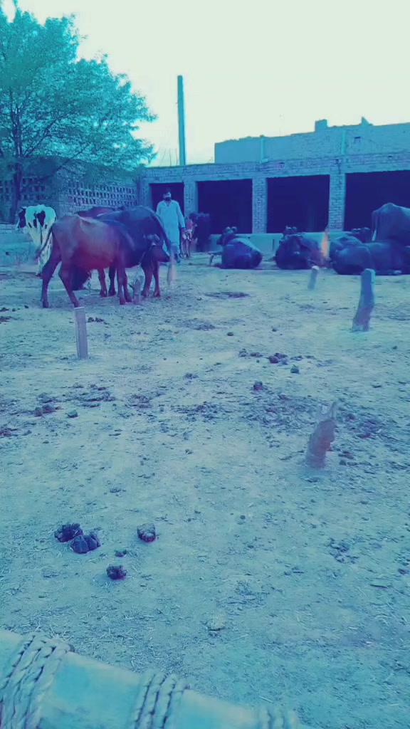 @عمران گجر