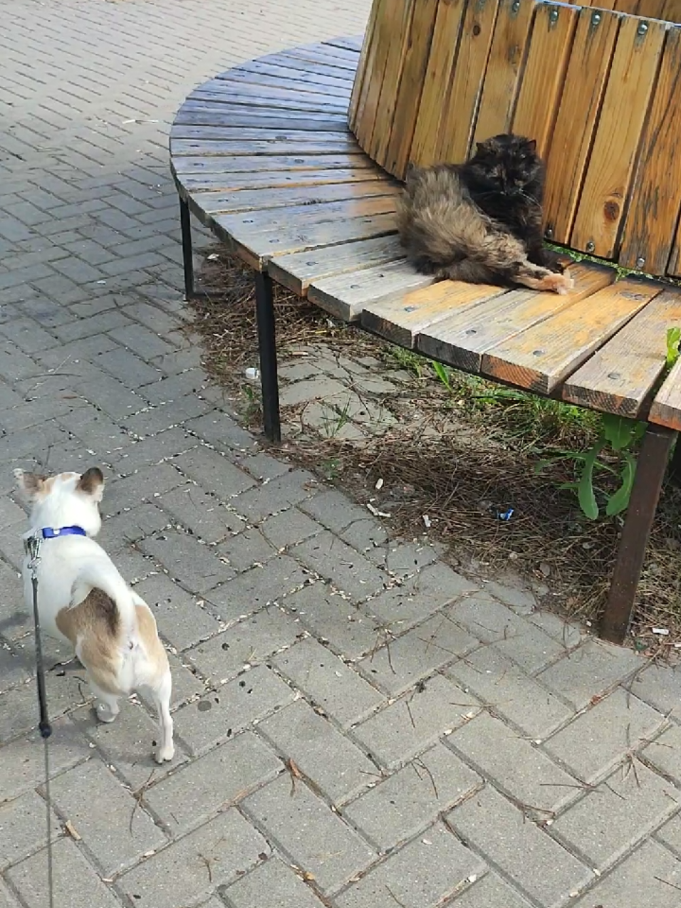 @ДжульБарс