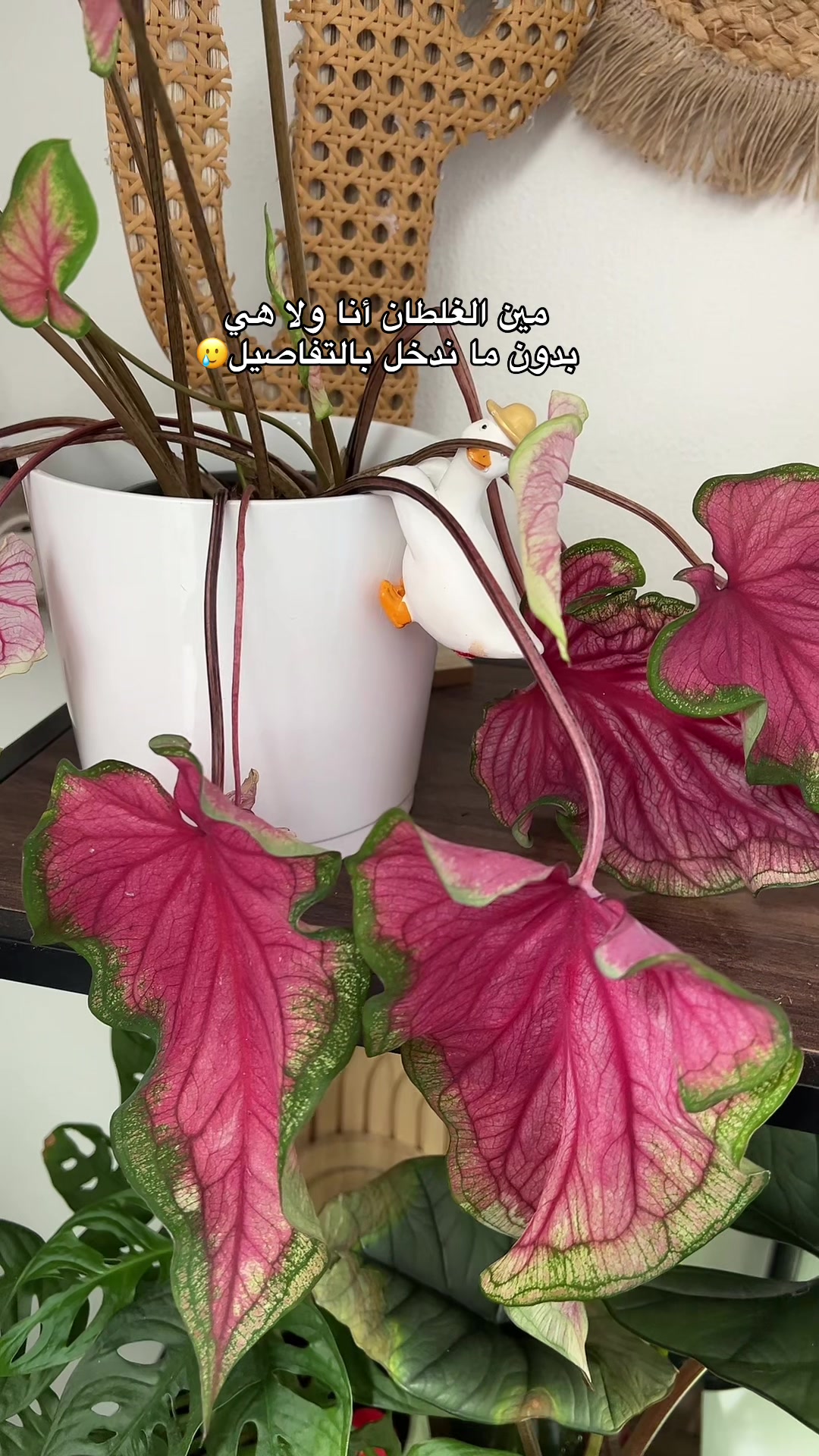 @|١٤١٤ه الَبتُــــــــــولْ