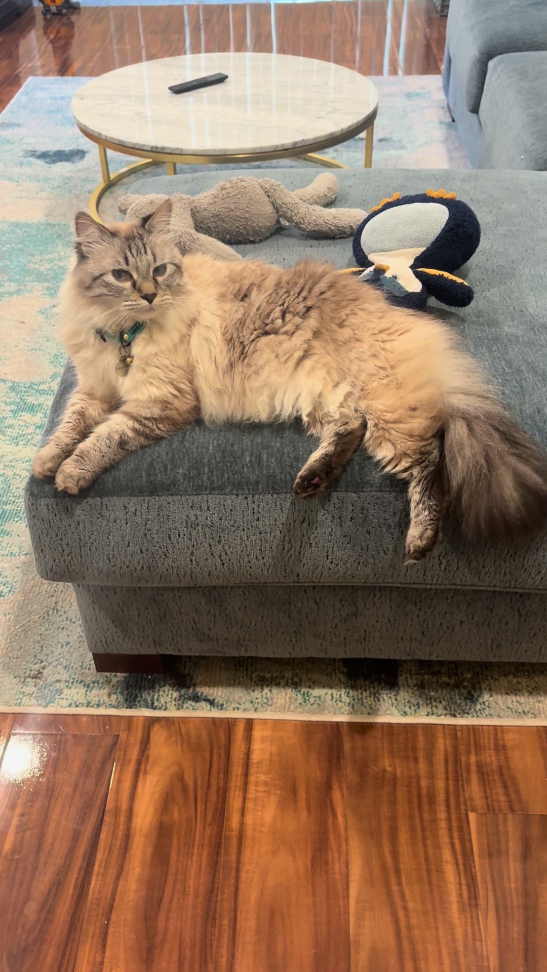 @Brock Meowsnar