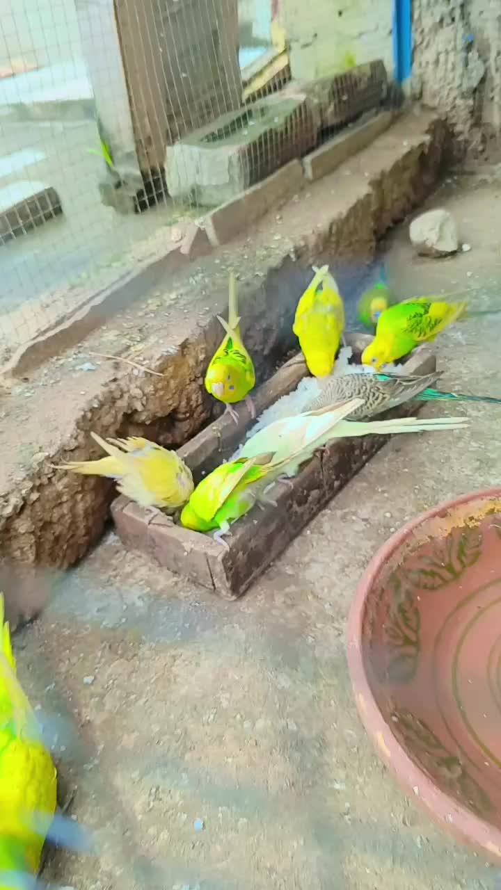 @petShort66