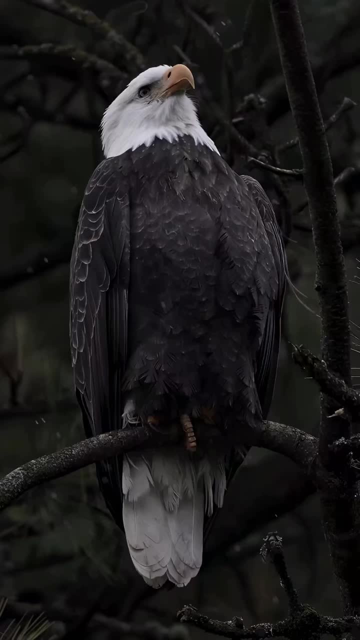 @🦅𝒵𝒜𝒦𝒪🦅