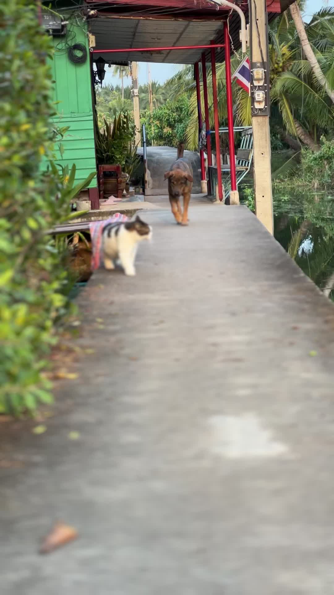 @บ้านผมมีแมวสามตัว😸