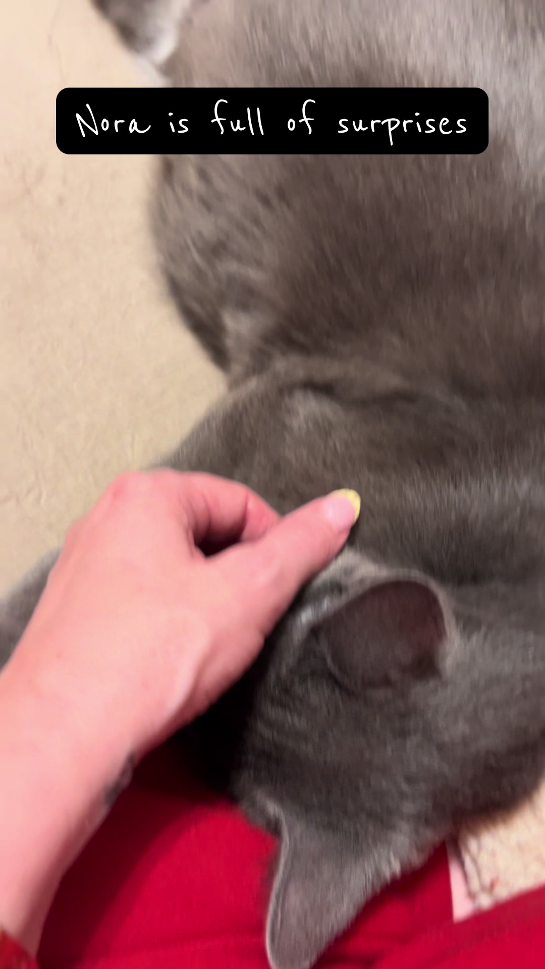 @Kitten.mama
