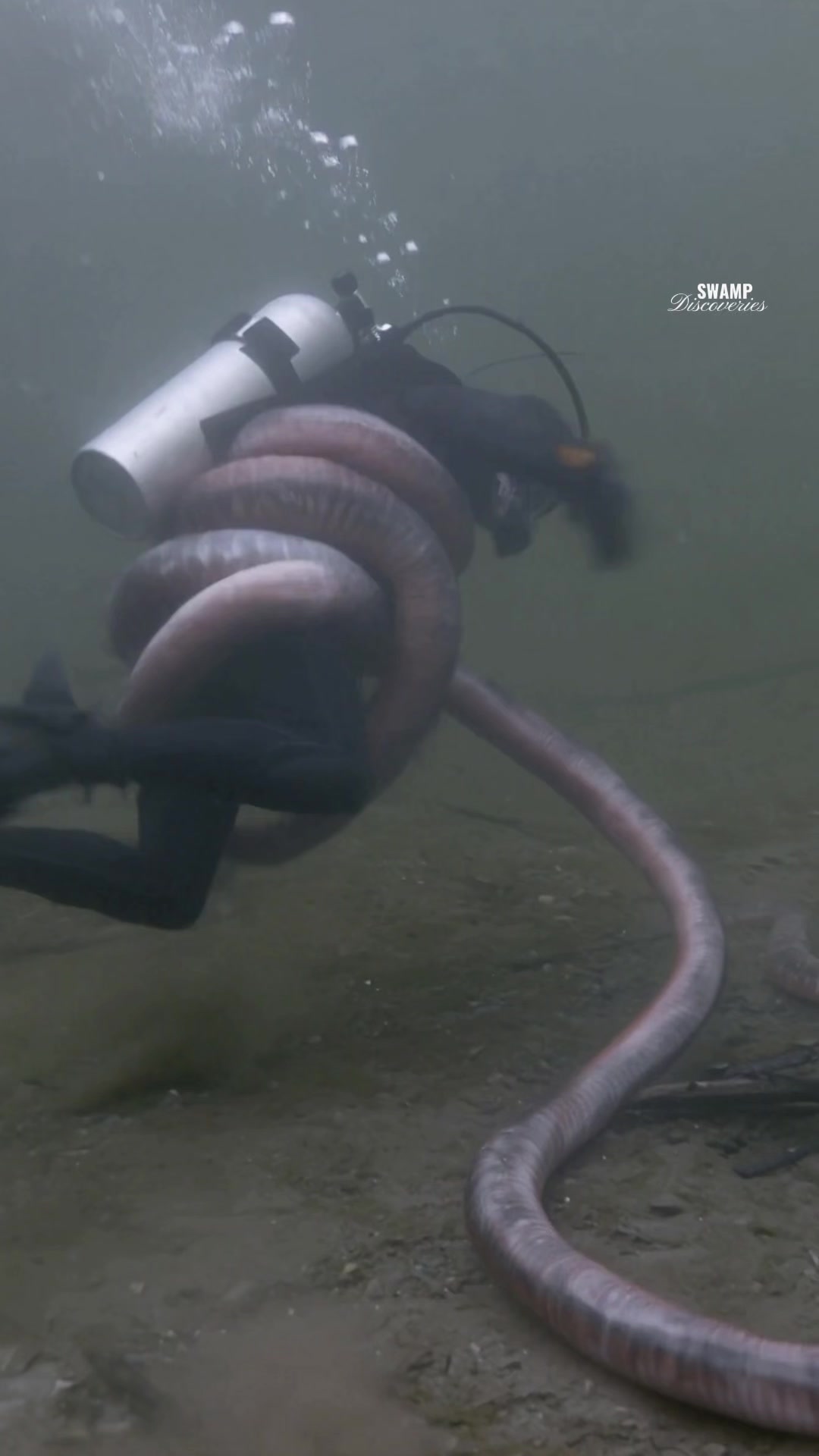 @SwampDiscoveries
