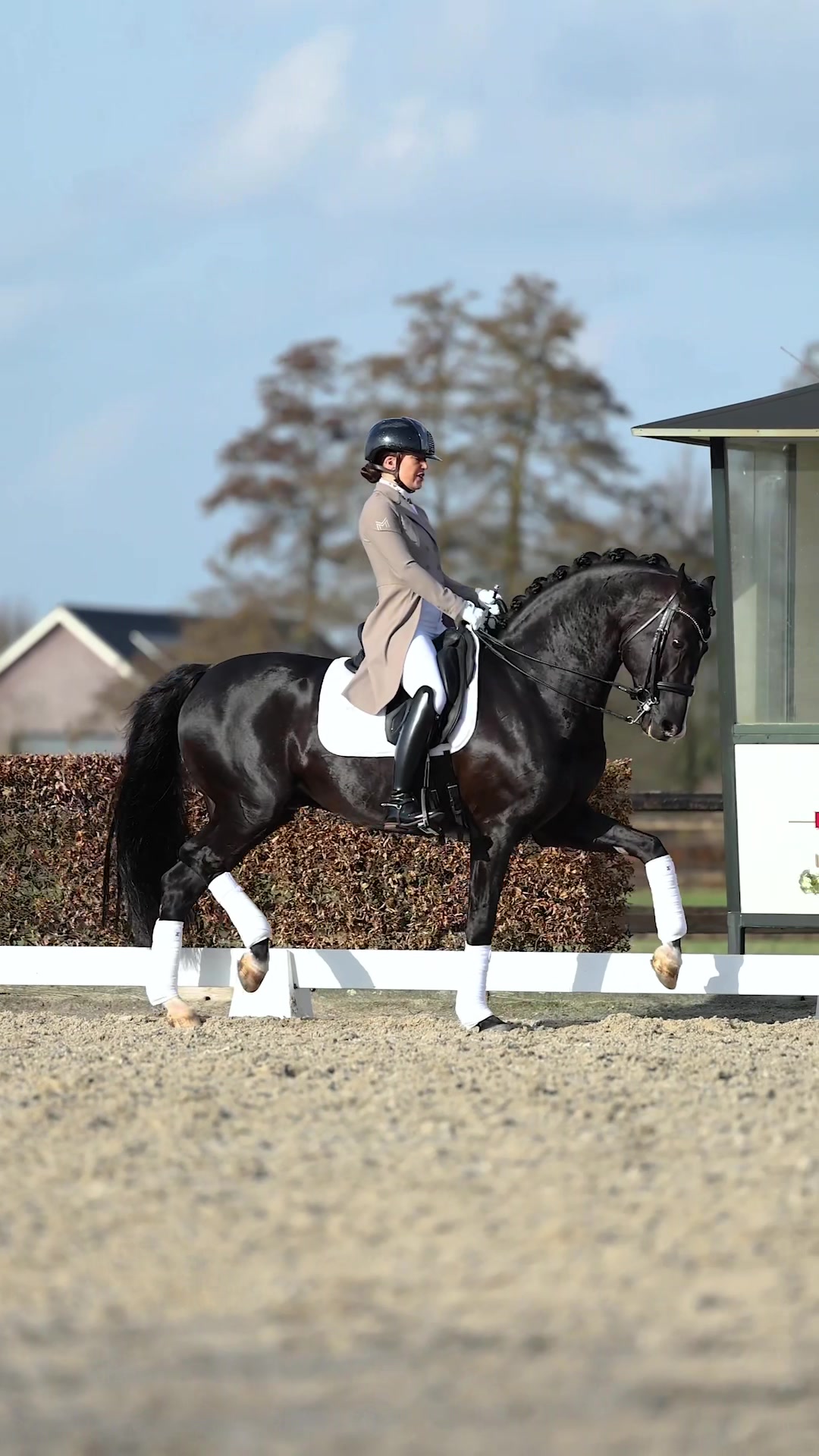 @Maximilian Equestrian