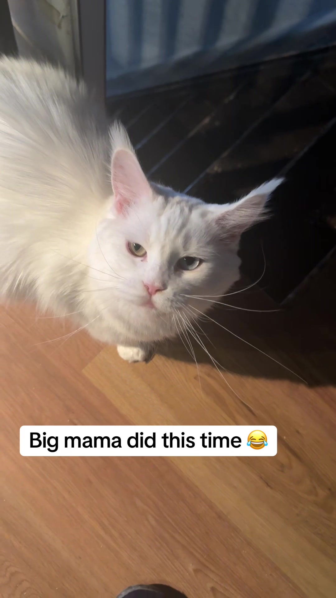 @Tycoon_Mainecoons