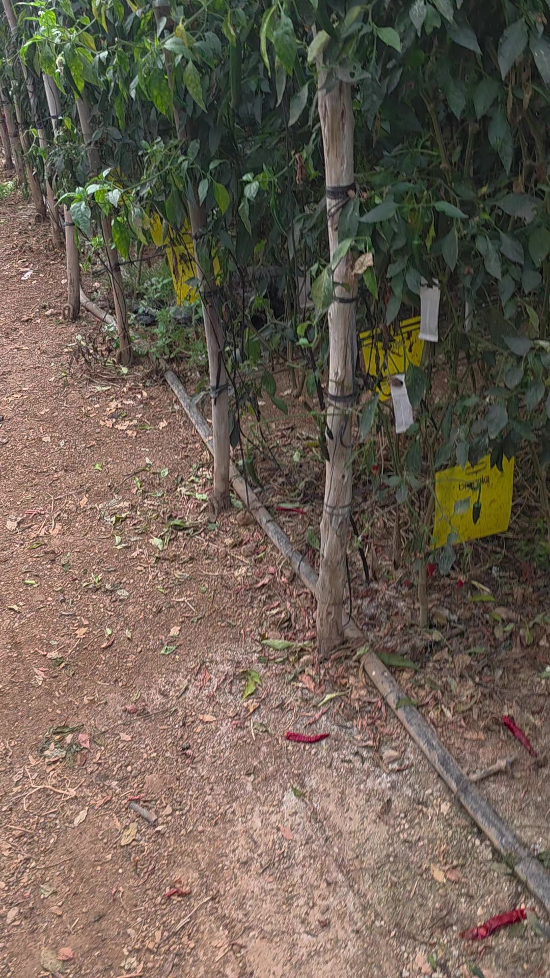 @El Extensionista del Agro