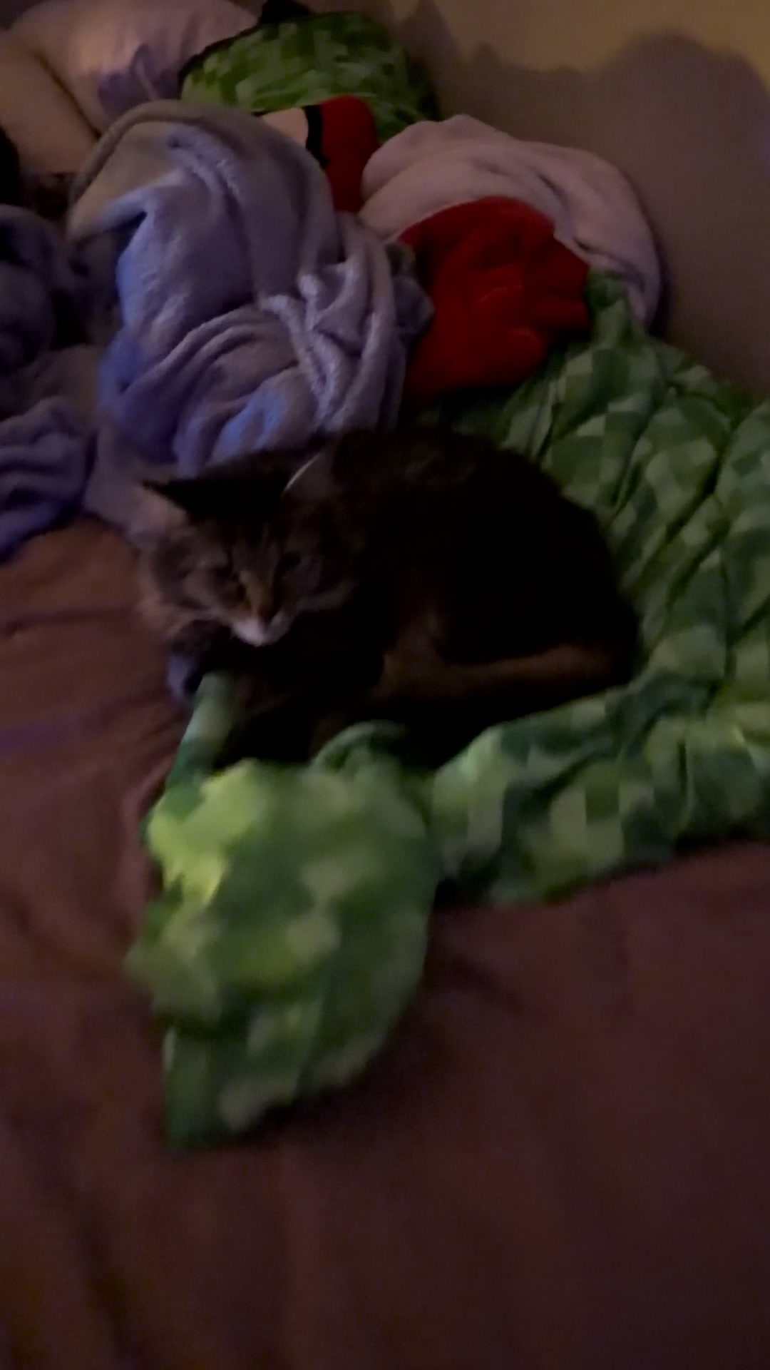 @RoxySnowballCatDrama