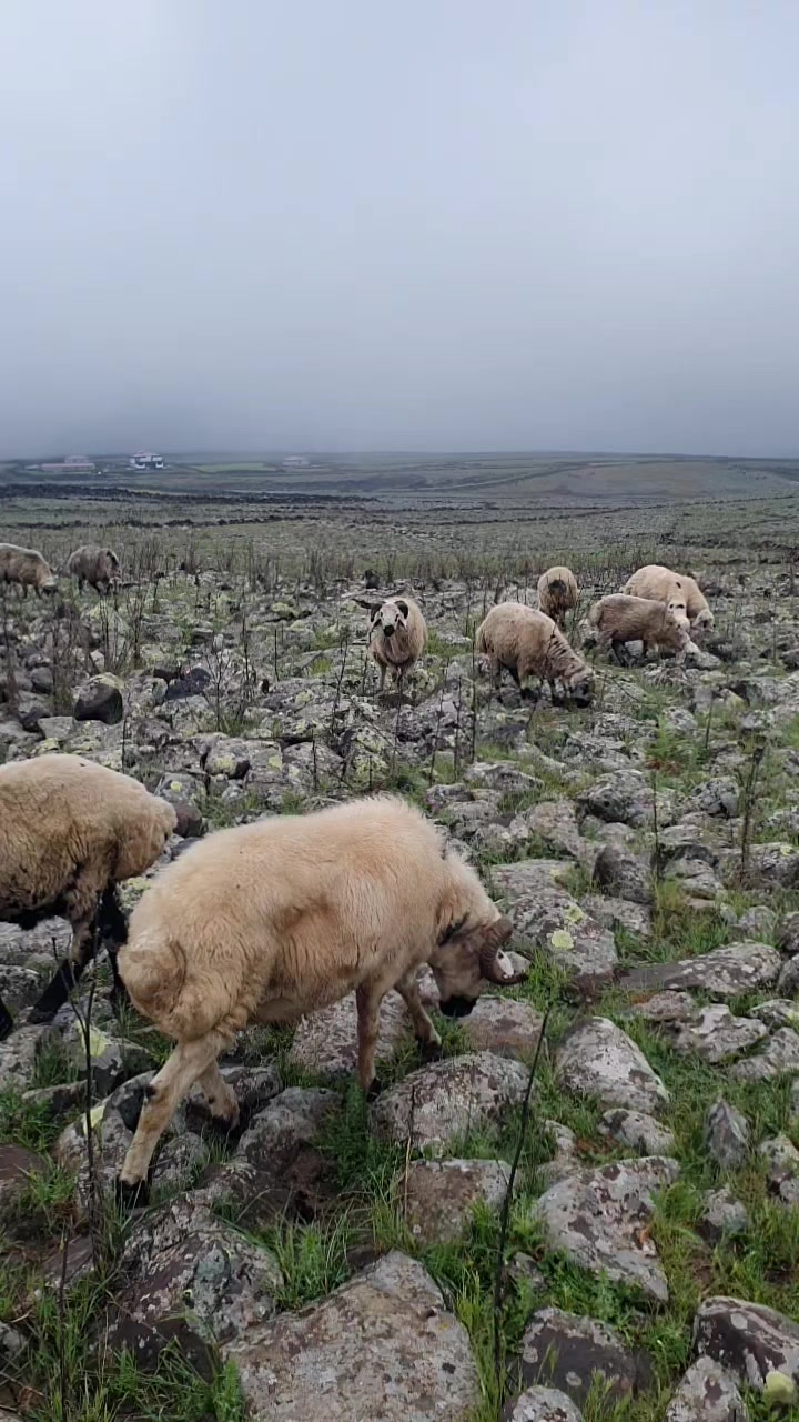 @Ismail Bal