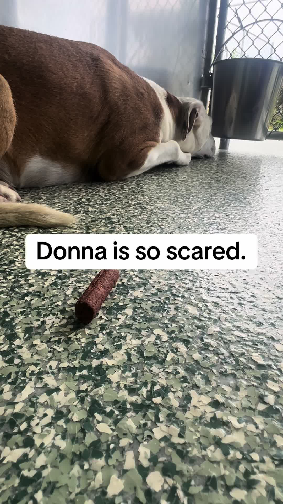 @Crazy Dog Lady