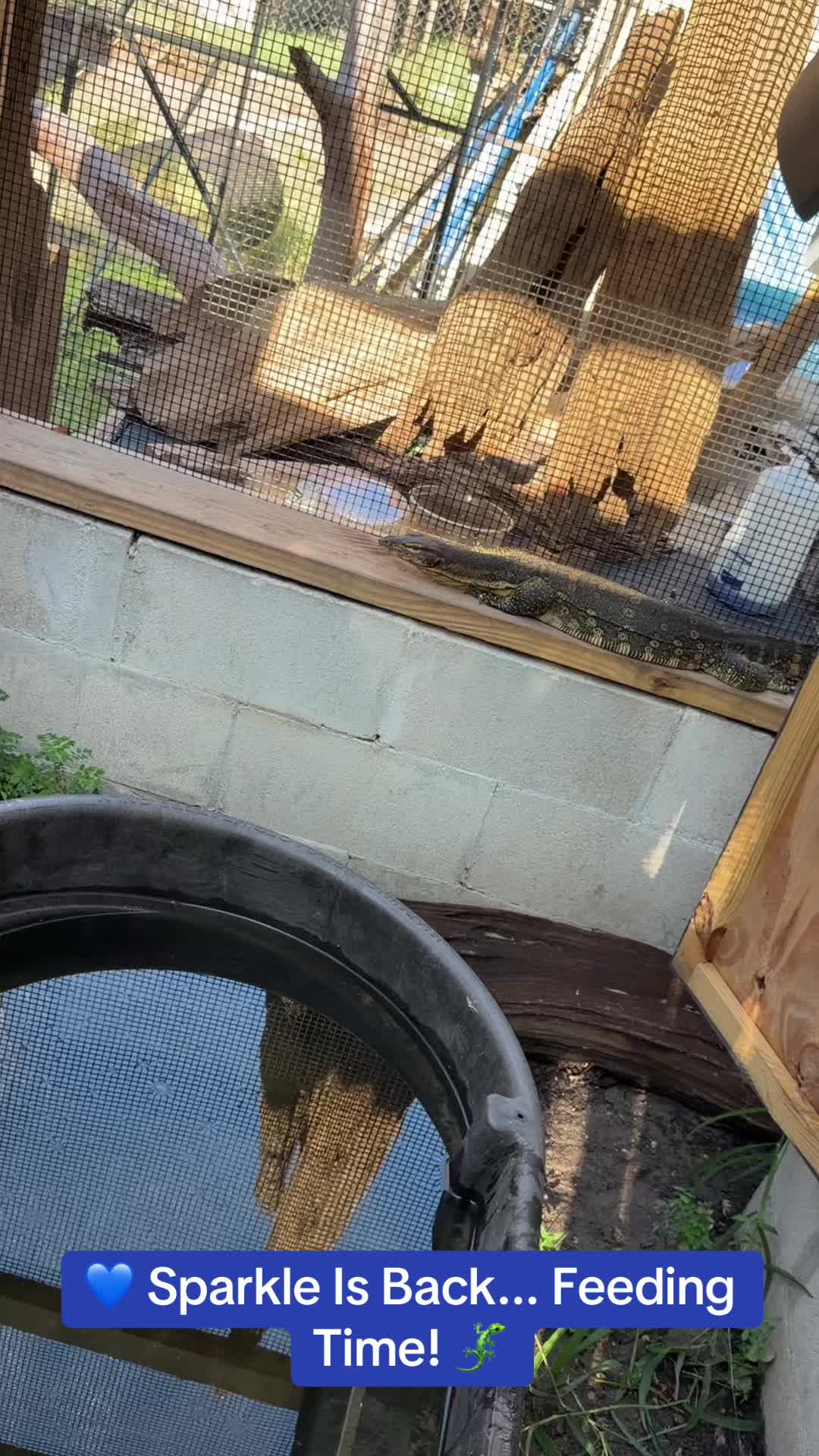 @Exotic Reptiles Viva La Raza