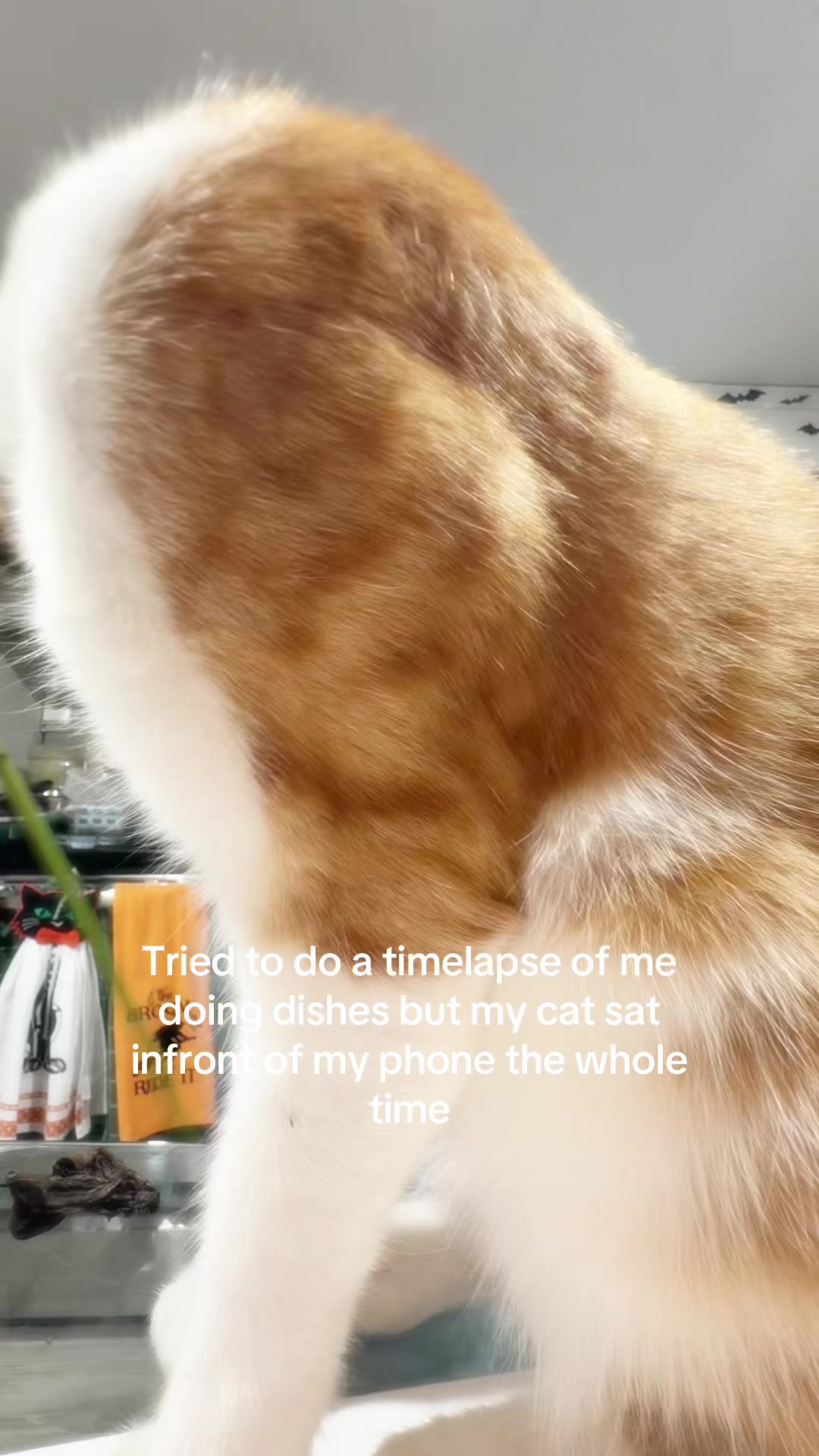 @<3⋆。°✩